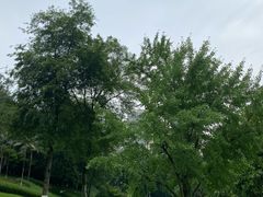 -龙头寺公园