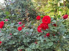 -人民公园(罗湖区)