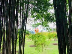 -中国科学院西双版纳热带植物园