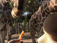 -清迈夜间动物园