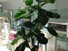 -叶子与茶(苏宁广场店)