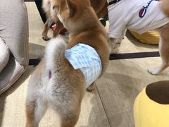 -逗柴咖啡屋·狗咖猫咖宠物桌游