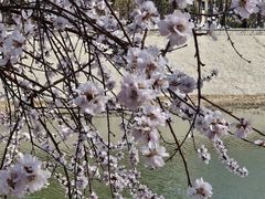 -桃花堤公园