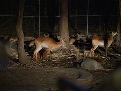 -清迈夜间动物园