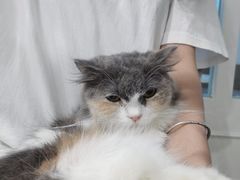-楼上猫咖(罗湖店)