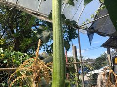 -马陆小张葡萄园农家乐