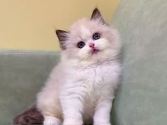 -三花喵·撸猫购宠·宠物生活馆(虹桥南丰城店)