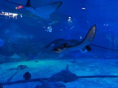 -烟台海昌鲸鲨海洋公园
