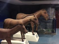 -吉林省自然博物馆