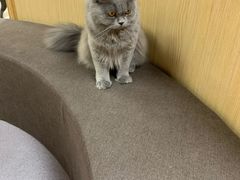-猫和宫(六道口店)