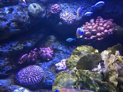 -暹罗海洋世界
