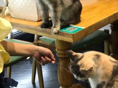 -猫色咖啡·猫咖