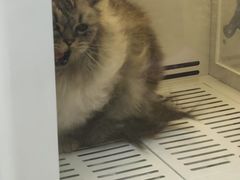 -芭比堂宠物医院·全科爱猫医院·仁德分院