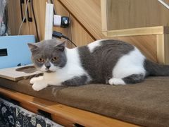 -Meowの猫咖(万家丽店)