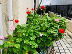 -灌篮高手动画打卡地