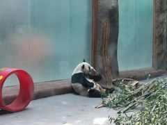 -青藏高原野生动物园