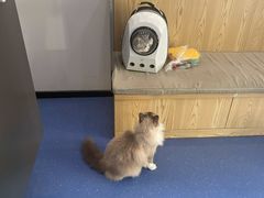 -伟伟宠物医院·CT影像中心·瑞派犬猫综合性门诊(汉口总院)