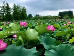 -溱湖国家湿地公园