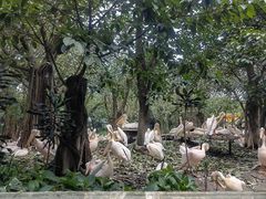 -广州长隆飞鸟乐园