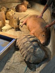 -Zoolung Zoolung动物主题公园(海信广场店)