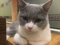 -猫的茶·猫咖