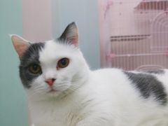 -酷豆宠物咖啡·宠物美食·撸猫馆