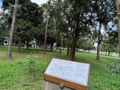 -南宁良凤江国家森林公园