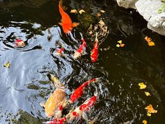 -鲤院·新中式美学·庭院餐厅(夫子庙店)