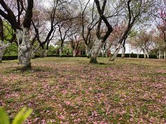 -南山植物园
