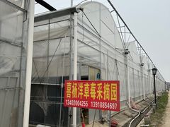 -喜杨洋草莓采摘园
