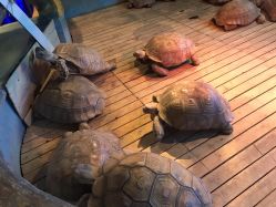 -未来动物城动物主题公园(大悦城店)