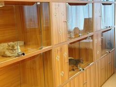 -猫十亿·布偶金渐层·曼基康矮脚猫舍(青年路店)