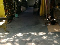 -华林禅寺