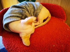 -猫腻·猫咖·撸猫馆(星光大道店)
