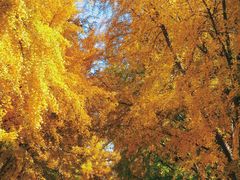 -三里屯东五街银杏大道