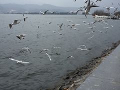 -呈贡滇池生态湿地公园
