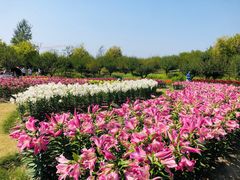 -花开海上生态园