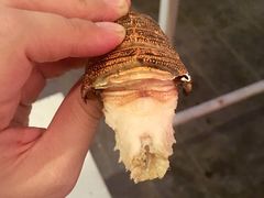 琵琶虾-芭提雅Amporn Seafood自助餐厅