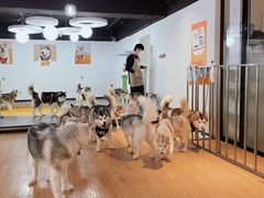 -Husky Go! 哈士奇体验馆·宠物咖啡厅狗咖