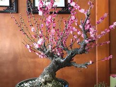 -听鹂馆饭庄(颐和园店)
