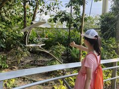 -新加坡飞禽公园