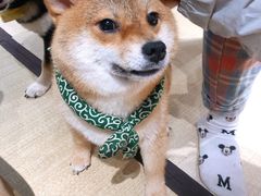 -逗柴咖啡屋·狗咖猫咖宠物桌游