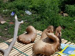 -克什克腾世界地质公园青山景区