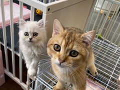 -萌兽医馆·眼科·异宠专科(三里屯店)