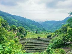 -杨家堂村