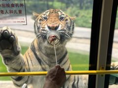-栾川竹海野生动物园