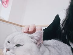 -李小姐の猫咖啡馆(五角场店)