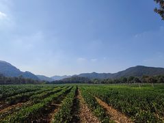 -中国茶叶博物馆(双峰馆区)