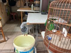 -园圃街雀鸟花园