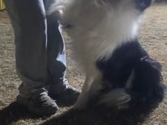 -趣玩宠物乐园寄养训犬训狗游泳池
